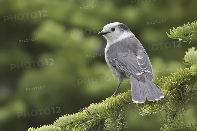 Grey Jay (Perisoreus canadensis), British Columbia, Canada