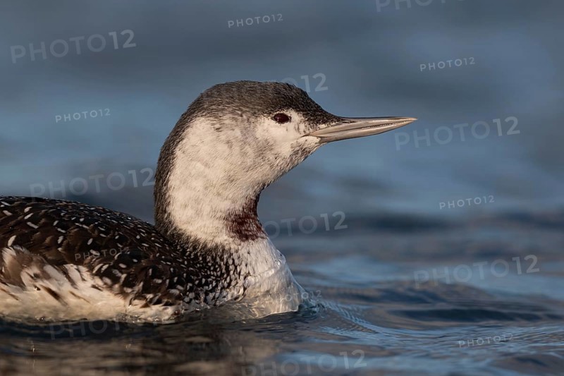 Red-throated Loon (Gavia stellata), Schleswig-Holstein, Germany