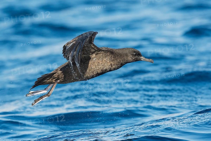 Sooty Shearwater (Ardenna grisea) flying, Eilat, Israel
