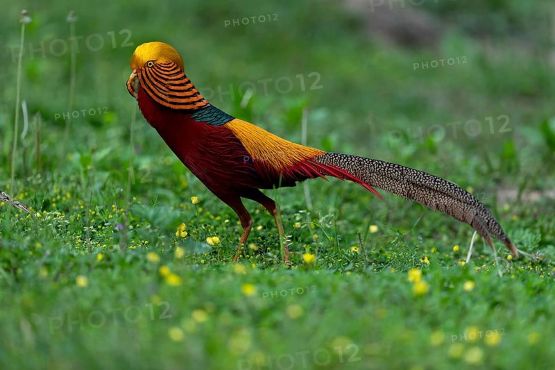 Golden Pheasant (Chrysolophus pictus) male perched on the ground, Shanxi, China