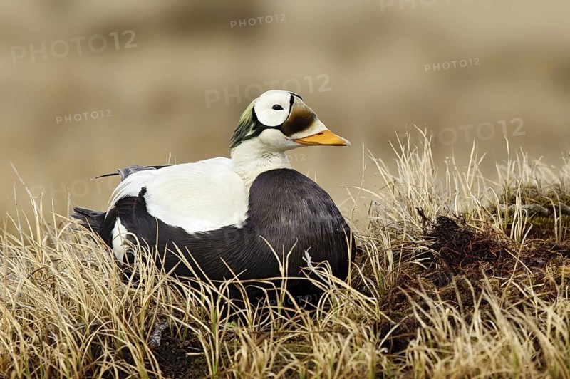 Spectacled Eider (Somateria fischeri) male, Alaska, USA