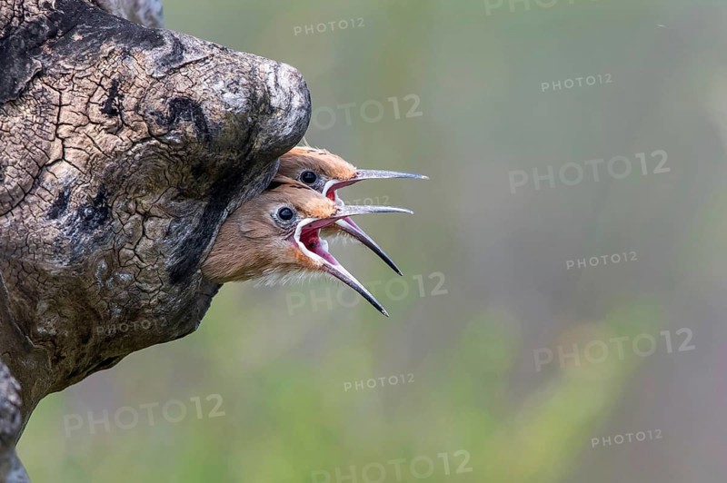 Eurasian Hoopoe (Upupa epops) chicks begging for food in breeding cavity, Subotica, Serbia