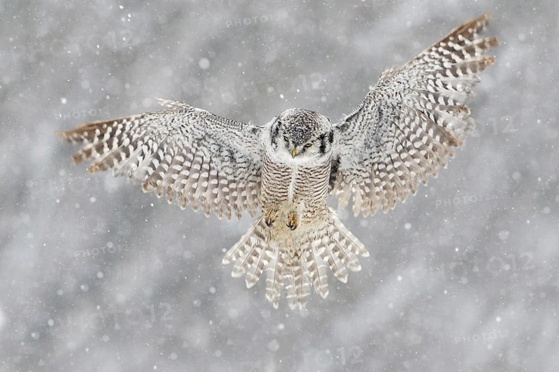 Snow winter scene with flying owl. Hawk Owl in fly with snowflake during cold winter. Wildlife scene from nature. Storm with flight bird. Owl with open wings from Finland. Nature of north Europe