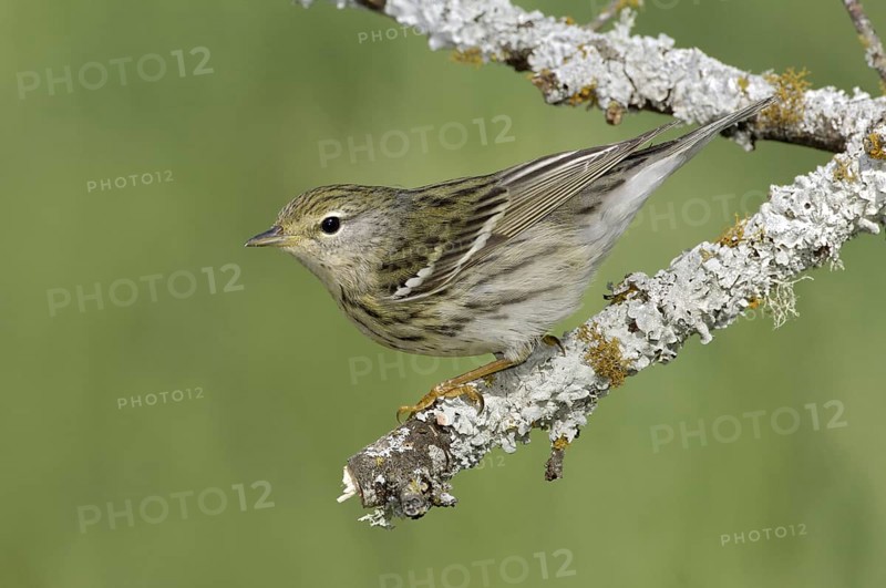 Blackpoll Warbler (Setophaga striata), Texas, USA