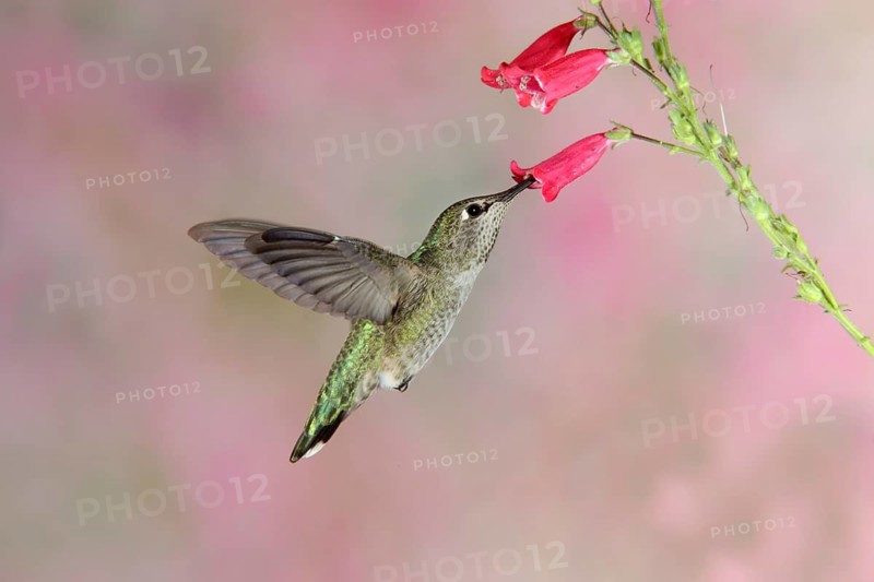 Anna's Hummingbird Calypte anna Huachuca Mountains, Cochise County, ARIZONA, United States 24 August Adult Female Trochilidae