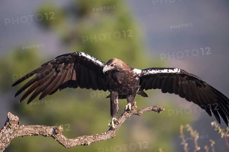 Iberian Eagle (Aquila adalberti), Spanish imperial eagle, Extremadura, Castilla La Mancha, Spain