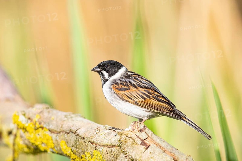 Reed bunting (Emberiza schoeniclus) ml Germany