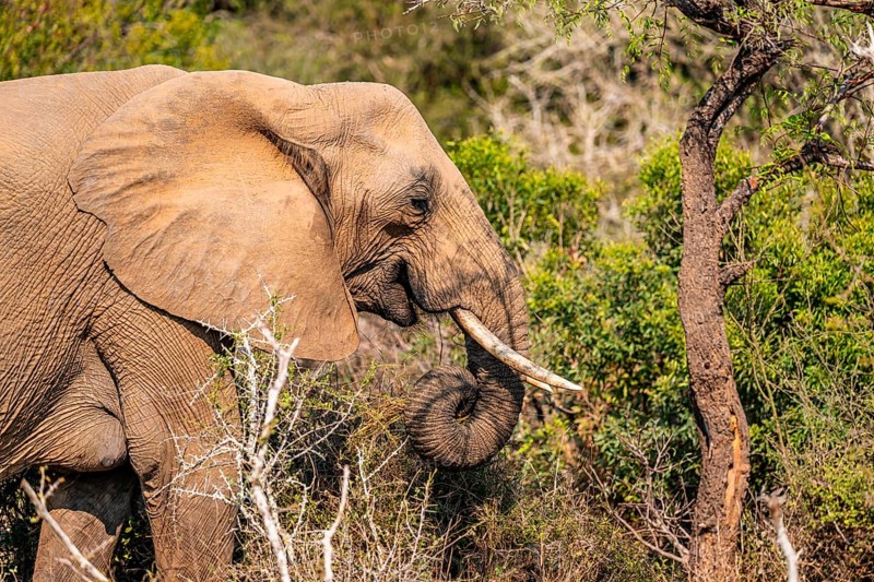 African elephant (Loxodonta africana), foraging among green bushes, Kruger National Park, South Africa