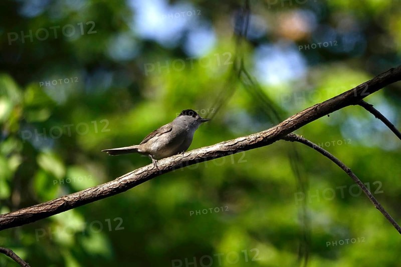 Blackcap, spring, Germany