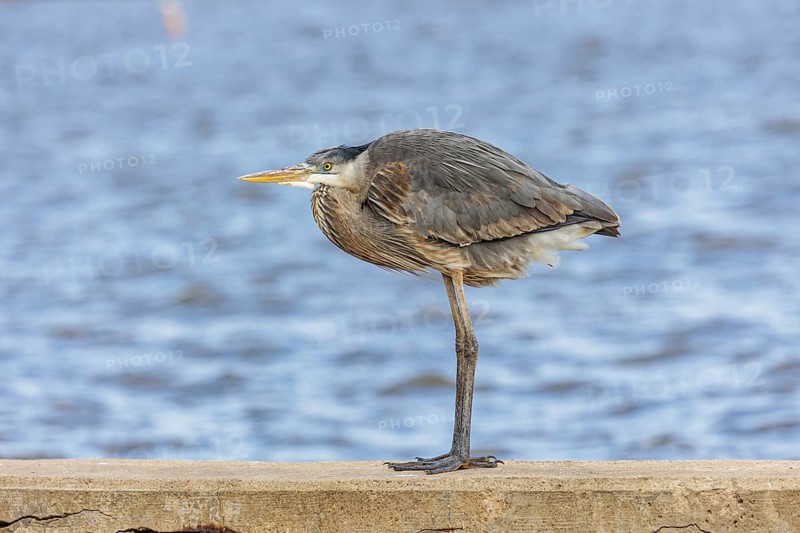 Great blue heron perched on a sea wall in Florida, USA