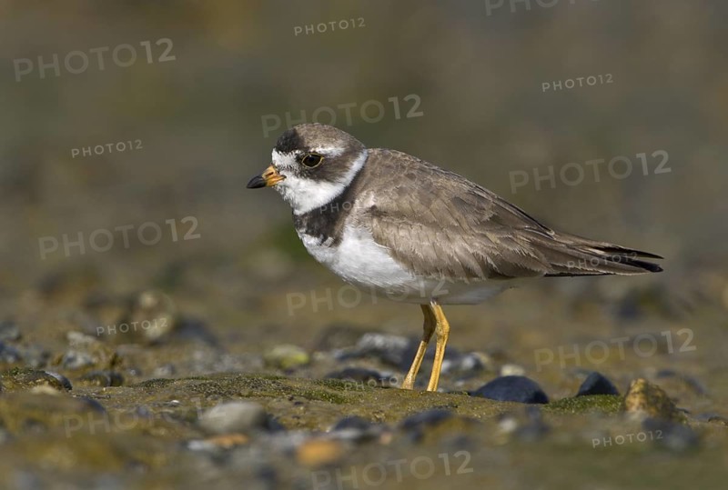 Semipalmated Plover (Charadrius semipalmatus), British Columbia, Canada