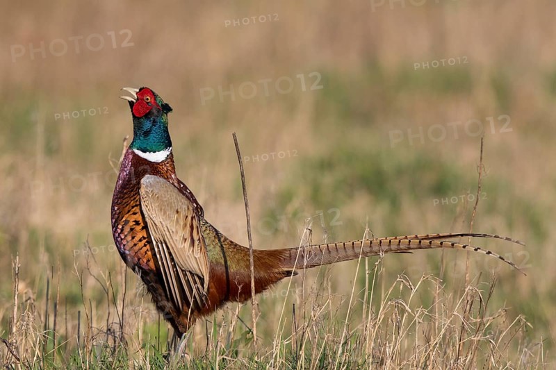 Common Pheasant (Phasianus colchicus) male calling, Netherlands