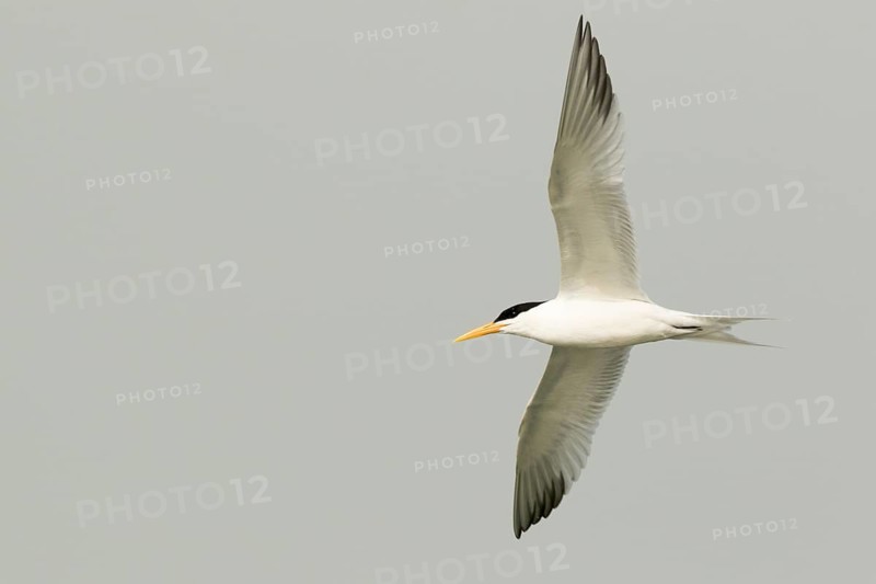 Lesser Crested Tern (Thalasseus bengalensis) flying, Gambia