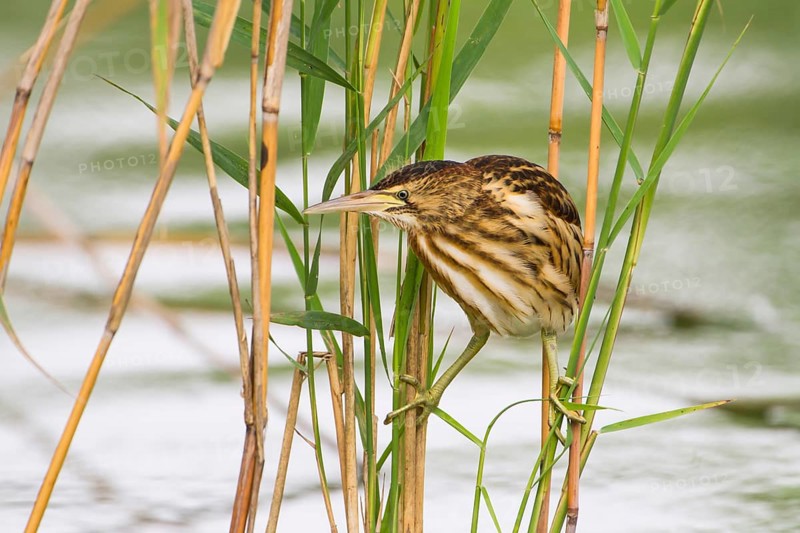 Little Bittern (Ixobrychus minutus) juvenile foraging, Thuringia, Germany