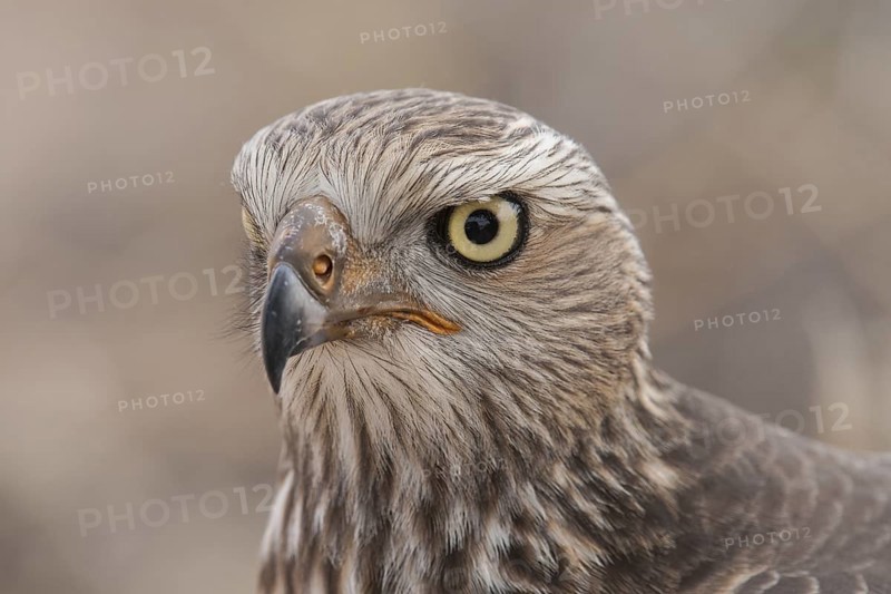 Pale Chanting Goshawk (Melierax canorus) juvenile, Northern Cape, South Africa