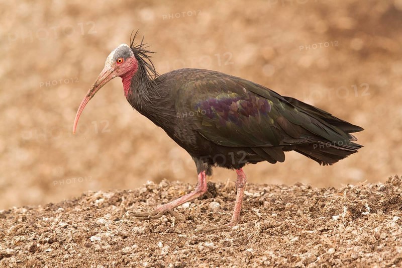 Northern Bald Ibis (Geronticus eremita), Morocco