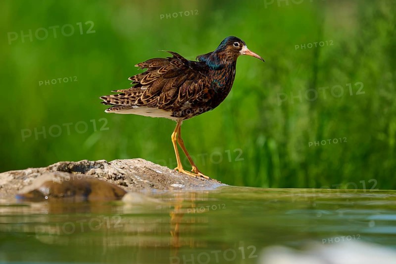 Bird at the water on a stone in front of a green background, ruff (Calidris pugnax), male, spring, France