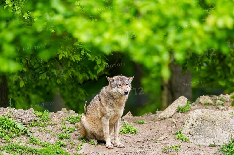 Eastern wolf (Canis lupus lycaon) sitting on a little hill, Bavaria, Germany