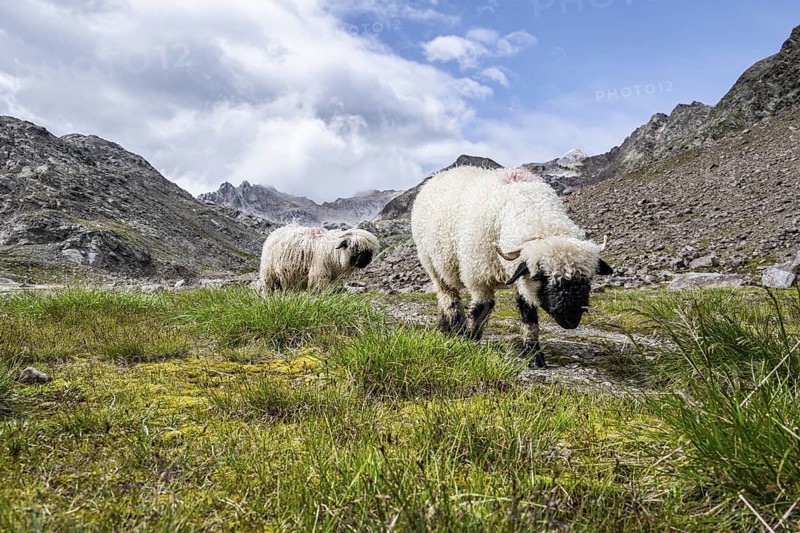 Two Valais Blacknose sheep (Ovis gmelini aries), high alpine mountain valley, Obere Senner Egete, Stubai Alps, near Ridnaun, South Tyrol, Italy