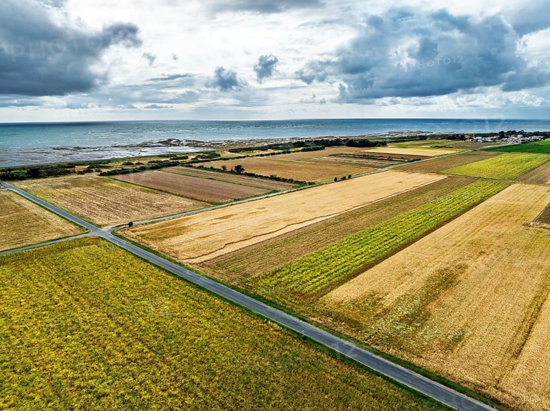 Fields and Grape plantations from a drone, Saint-Clement-des-Baleines, Atlantic, France