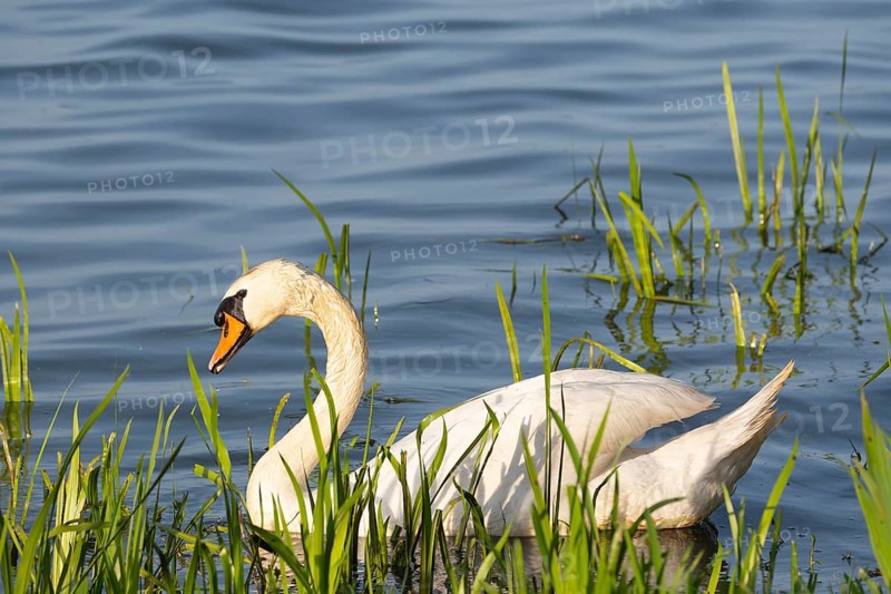 A Mute Swan (Cygnus olor) swimming on the shore of the Steinhuder Meer, animal photo, bird, bird species, nature photo, wildlife, fauna, Hagenburg, Lower Saxony, Germany