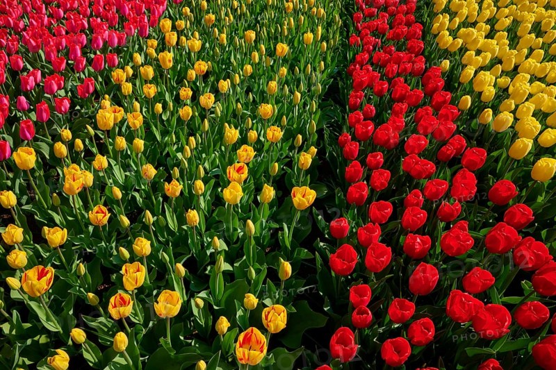 A magnificent bed of yellow and red tulips in a spring garden. The colours radiate in the sunlight, Keukenhof, Lisse, province of South Holland, Netherlands