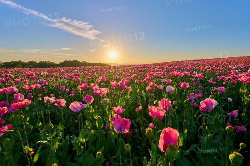 Opium poppy (Papaver somniferum), pink poppies in the golden light of the rising sun, summer, Germerode, Geo nature park Park Frau-Holle-Land, Hoher Meissner, Hesse, Germany