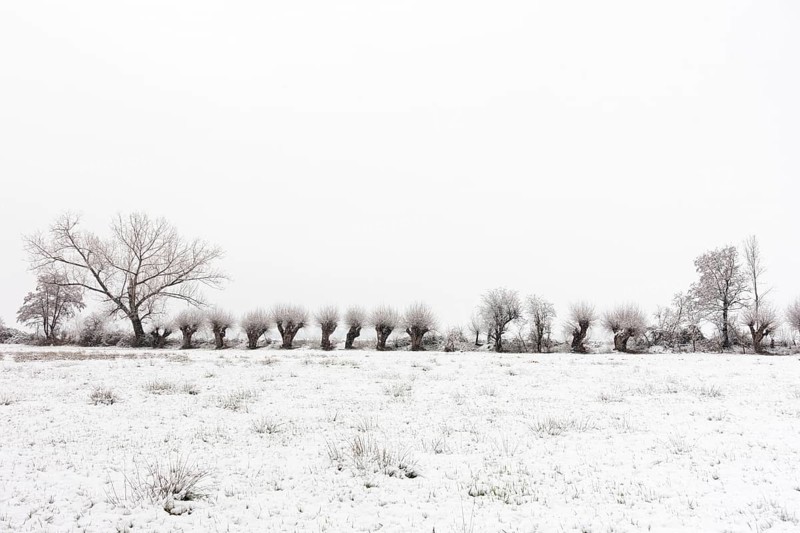 Old gnarled pollarded trees, pollarded willows in the snow on the Lower Rhine, on the left bank of the Rhine between Düsseldorf and Meerbusch, Ilvericher Altrheinschlinge, native nature, landscapes in the snow, rare weather conditions in the Rhineland, Lower Rhine, Meerbusch, North Rhine-Westphalia, Germany, Western Europe