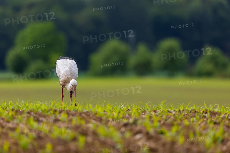 White stork (Ciconia ciconia), eating worm, farmland, Göggingen, Sigmaringen district, Baden-Württemberg, Germany
