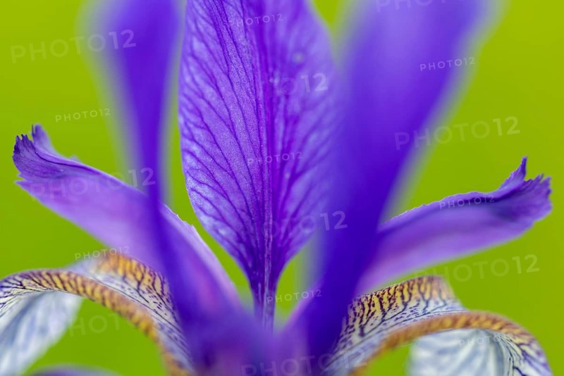 Siberian iris (Iris sibirica), Iris family (Iridaceae), Eriskircher Ried, Baden-Württemberg, Baden-Württemberg, Germany