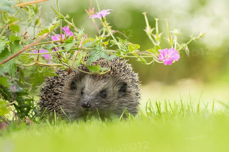 European hedgehog (Erinaceus europaeus) adult animal on a grass lawn under a flowering geranium plant in an urban garden, England, United Kingdom