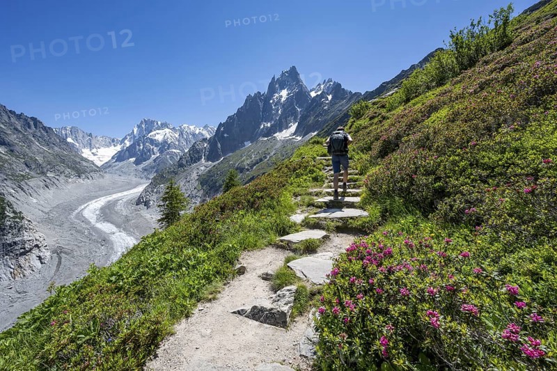 Picturesque mountain landscape with blooming alpine roses, imposing mountain peaks and glaciers, mountaineers on a hiking trail, Grand Balcon Nord, glacier tongue Mer de Glace, behind Grandes Jorasses, Mont Blanc massif, Montenvers, Chamonix, Haute-Savoie, France