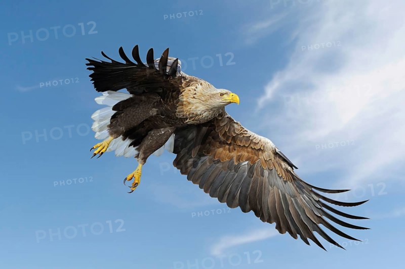 White-tailed Eagle, Sea Eagle (Haliaeetus albicilla) impressive adult, in flight against blue sky, hunting, just before grabbing for prey, Europe, wildlife, native nature, animal world, Germany, Europe