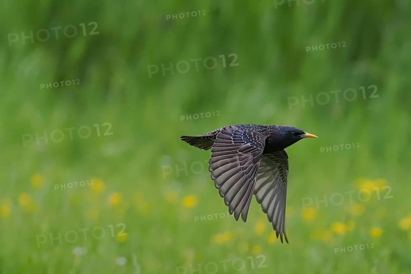 A starling (Sturnus vulgaris) flies over a green meadow, yellow flowers in the background, Hesse, Germany