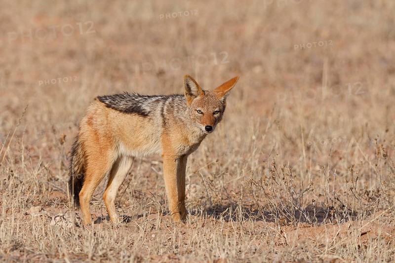 Black-backed jackal (Lupulella mesomelas), standing in the dry grass, looking at camera, alert, Kalahari desert, Kgalagadi Transfrontier Park, Northern Cape, South Africa