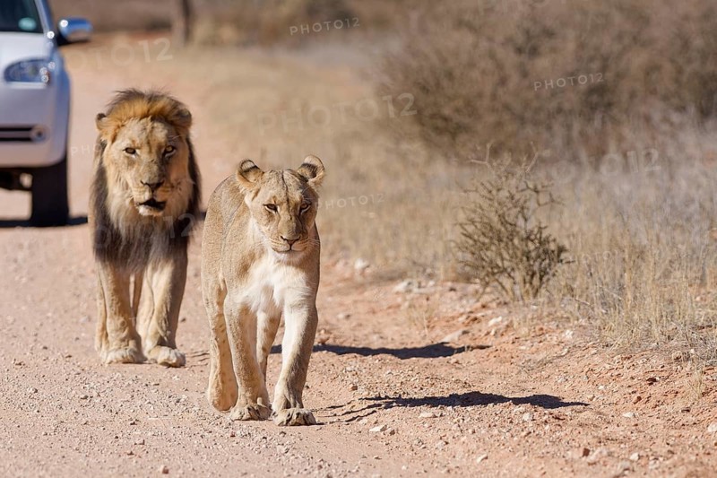 African lions (Panthera leo), two adults, male and female, walking on a dirt road, followed by an off-road vehicle, Kgalagadi Transfrontier Park, Northern Cape, South Africa