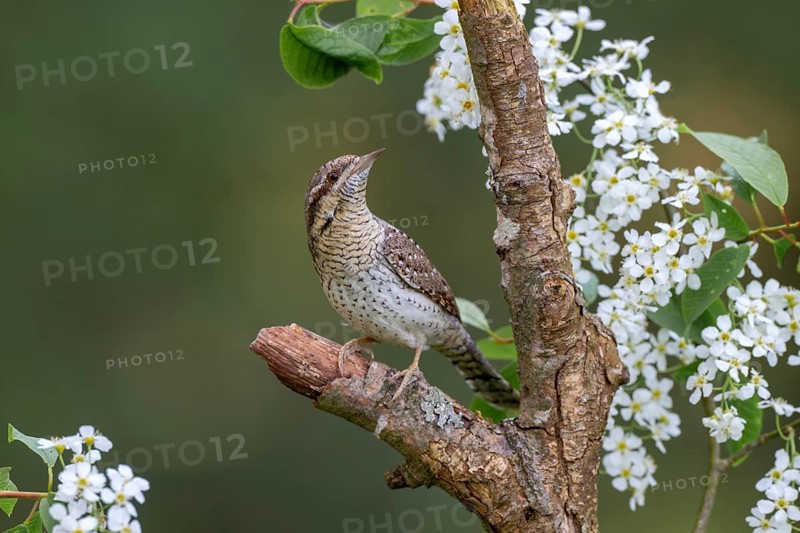 Eurasian wryneck (Jynx torquilia), Limbach, Burgenland, Austria