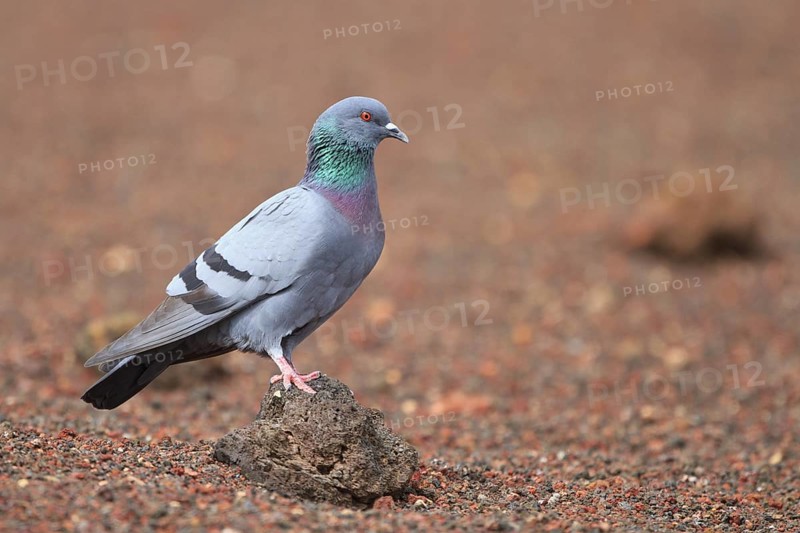 Rock Dove (Columba livia), Lanzarote, Spain