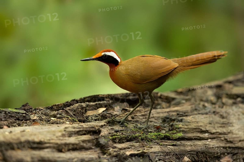 Rail-babbler (Eupetes macrocerus), Pahang, Malaysia