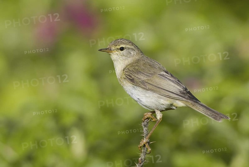 Willow Warbler (Phylloscopus trochilus), Saxony, Germany