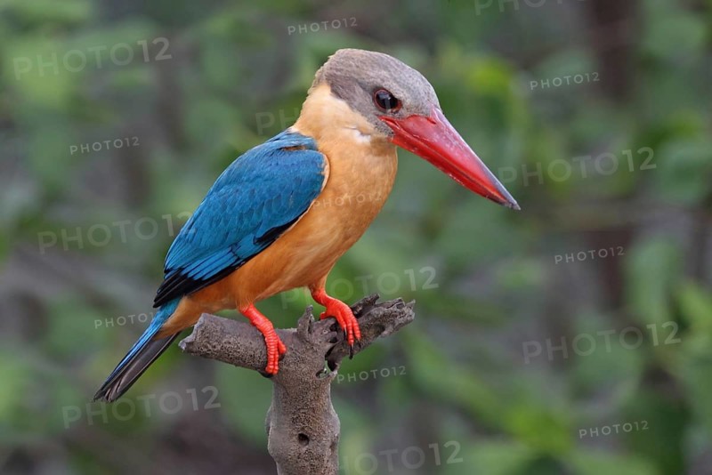 Stork-billed Kingfisher (Pelargopsis capensis), Penang, Malaysia