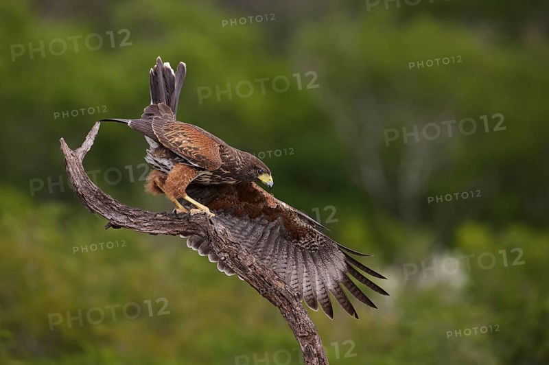 Harris's Hawk (Parabuteo unicinctus) juvenile landing on a branch, Texas, USA