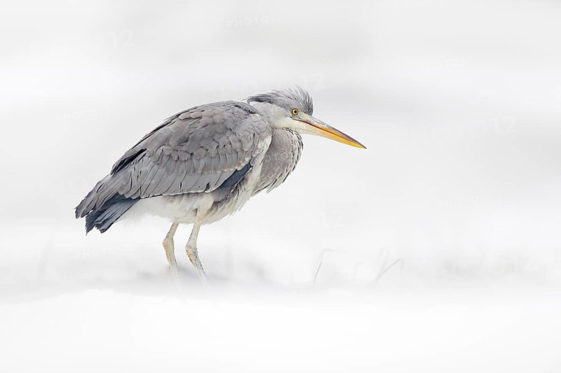 Grey Heron in white snow, wind during cold winter. Wildlife scene from Poland nature. Snow storm with bird. Heron with snow in the nature habitat