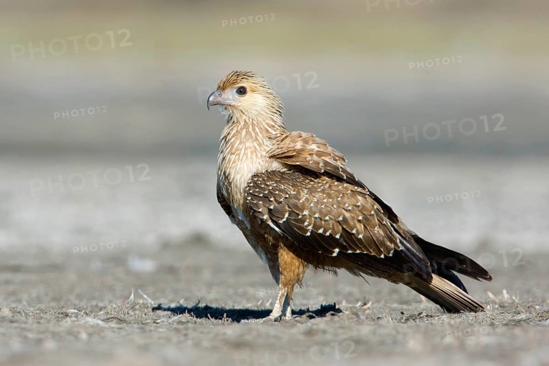 Whistling Kite (Haliastur sphenurus), Victoria, Australia