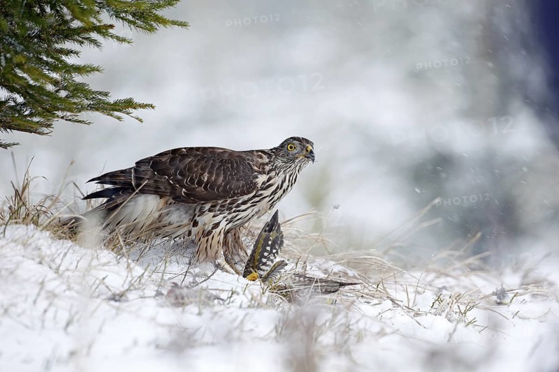 Winter forest with Goshawk. Wildlife scene from Germany nature. Bird of prey Goshawk kill bird and sitting on the snow meadow with open wings, blurred snowy forest in background