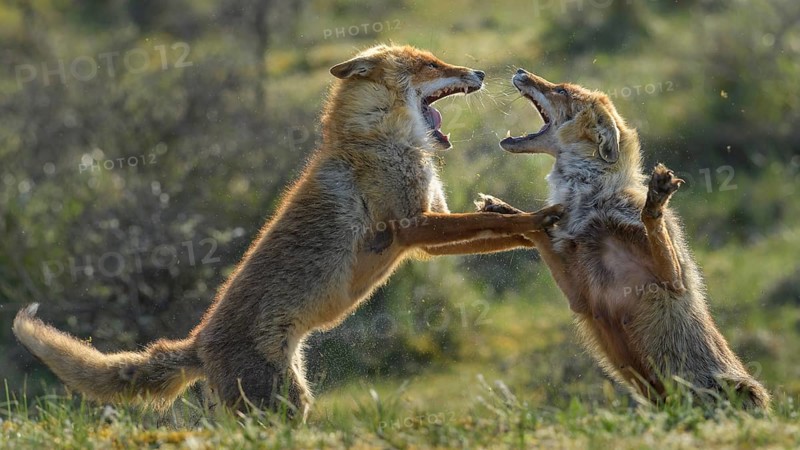 Red Fox (Vulpes vulpes) pair fighting and playing in grassland, Netherlands