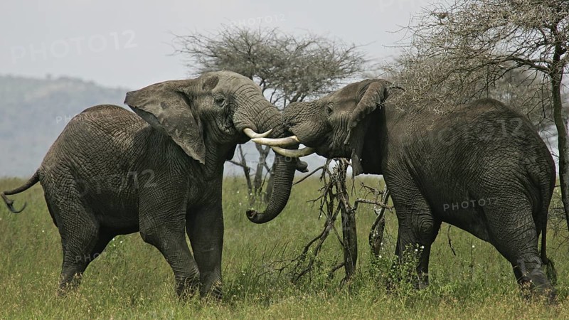 Afrikanischer Elefant (Loxodonta africana) zwei kämpfende Bullen in Savanne, Serengeti National Park, Tansania