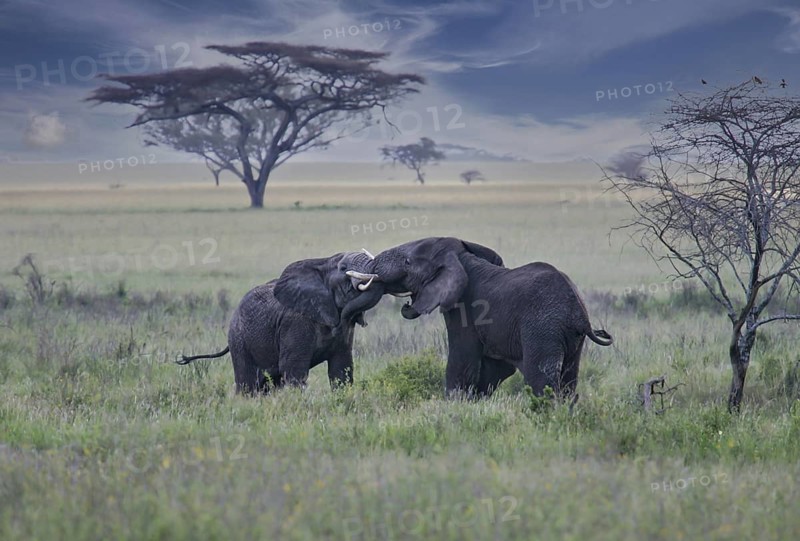 Afrikanischer Elefant (Loxodonta africana) zwei kämpfende Bullen in Savanne, Serengeti National Park, Tansania | African elephant (Loxodonta africana) two fighting bulls, Serengeti National Park; Tanzania