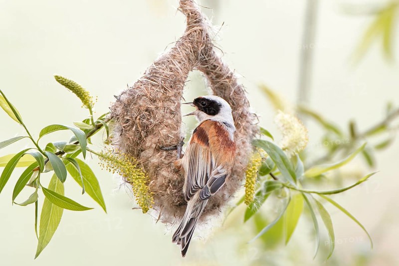 Eurasian Penduline Tit (Remiz pendulinus) male building nest, Saxony-Anhalt, Germany