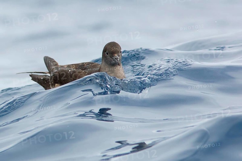 Short-tailed Shearwater (Ardenna tenuirostris), Victoria, Australia